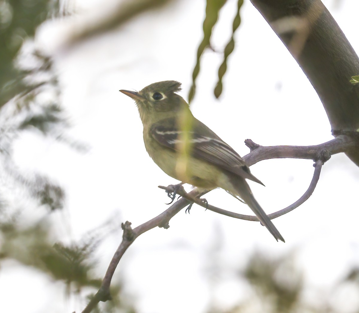 Western Flycatcher (Pacific-slope) - ML585001871