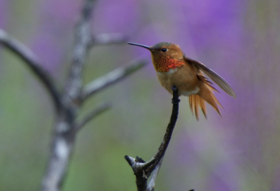 Colibrí de Allen - ML585002401