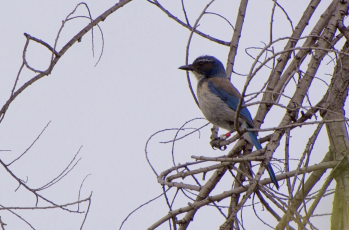 California Scrub-Jay - Caroline Ebinger