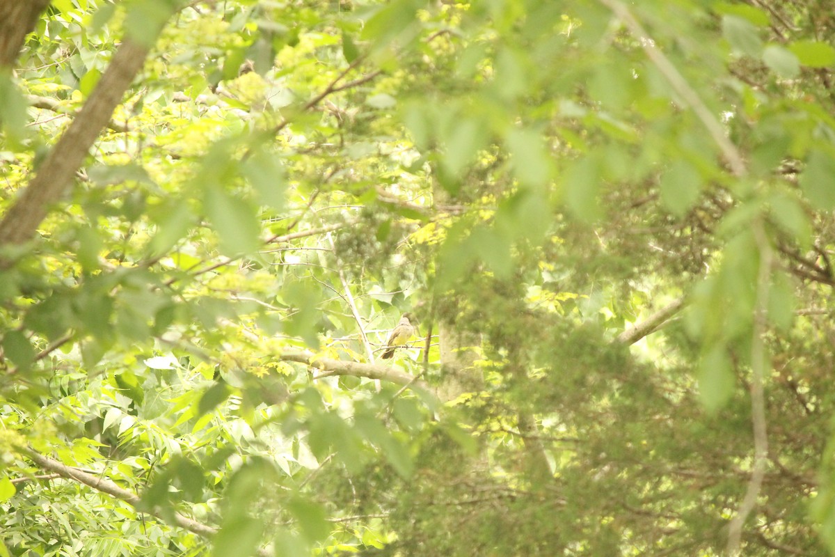 Cassin's Kingbird - ML585003391