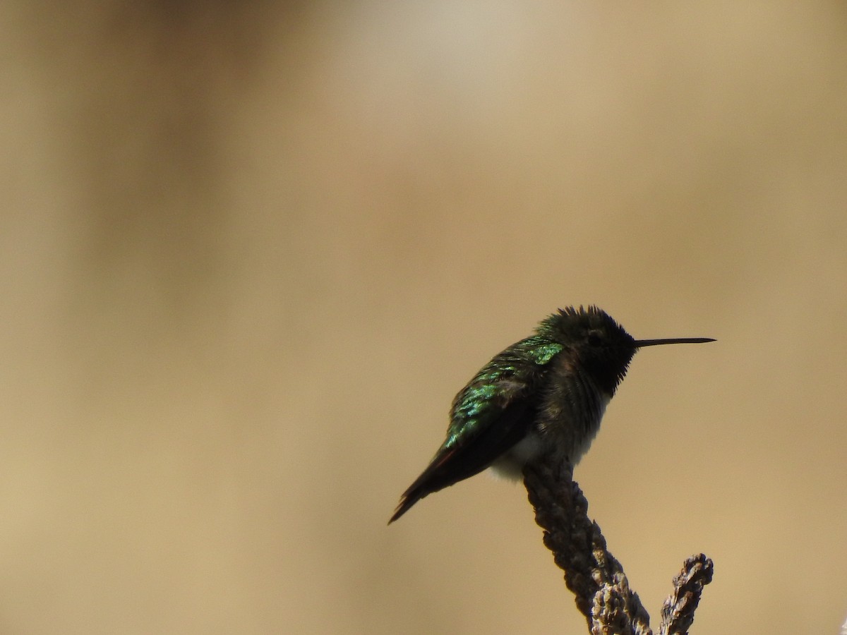 Broad-tailed Hummingbird - Dan Edge