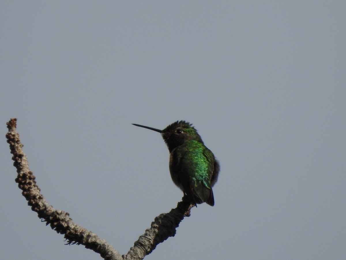 Broad-tailed Hummingbird - Dan Edge