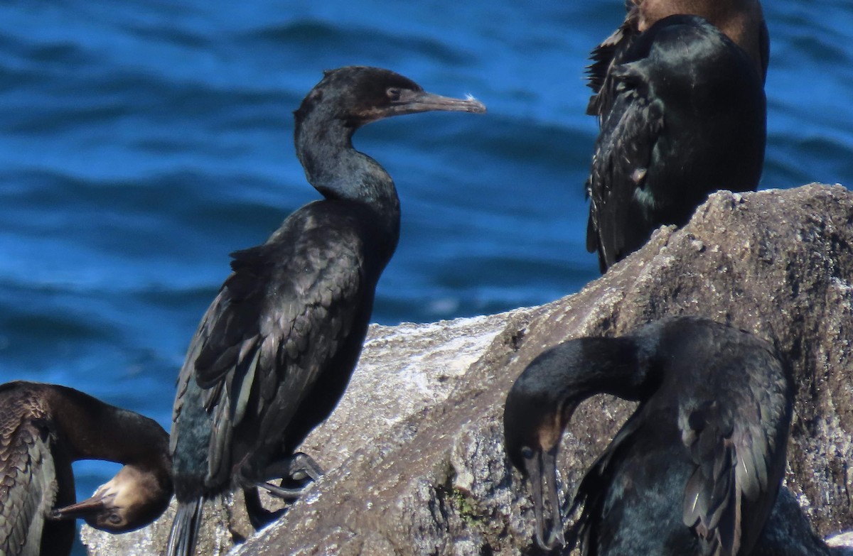 Pelagic Cormorant - ML585004181