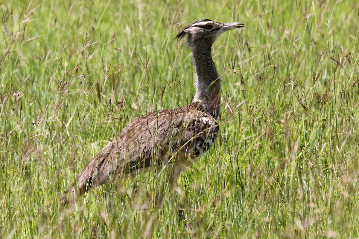 Kori Bustard - ML58500421