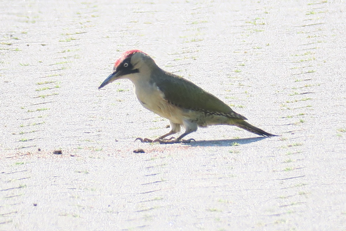 Eurasian Green Woodpecker - ML585004931