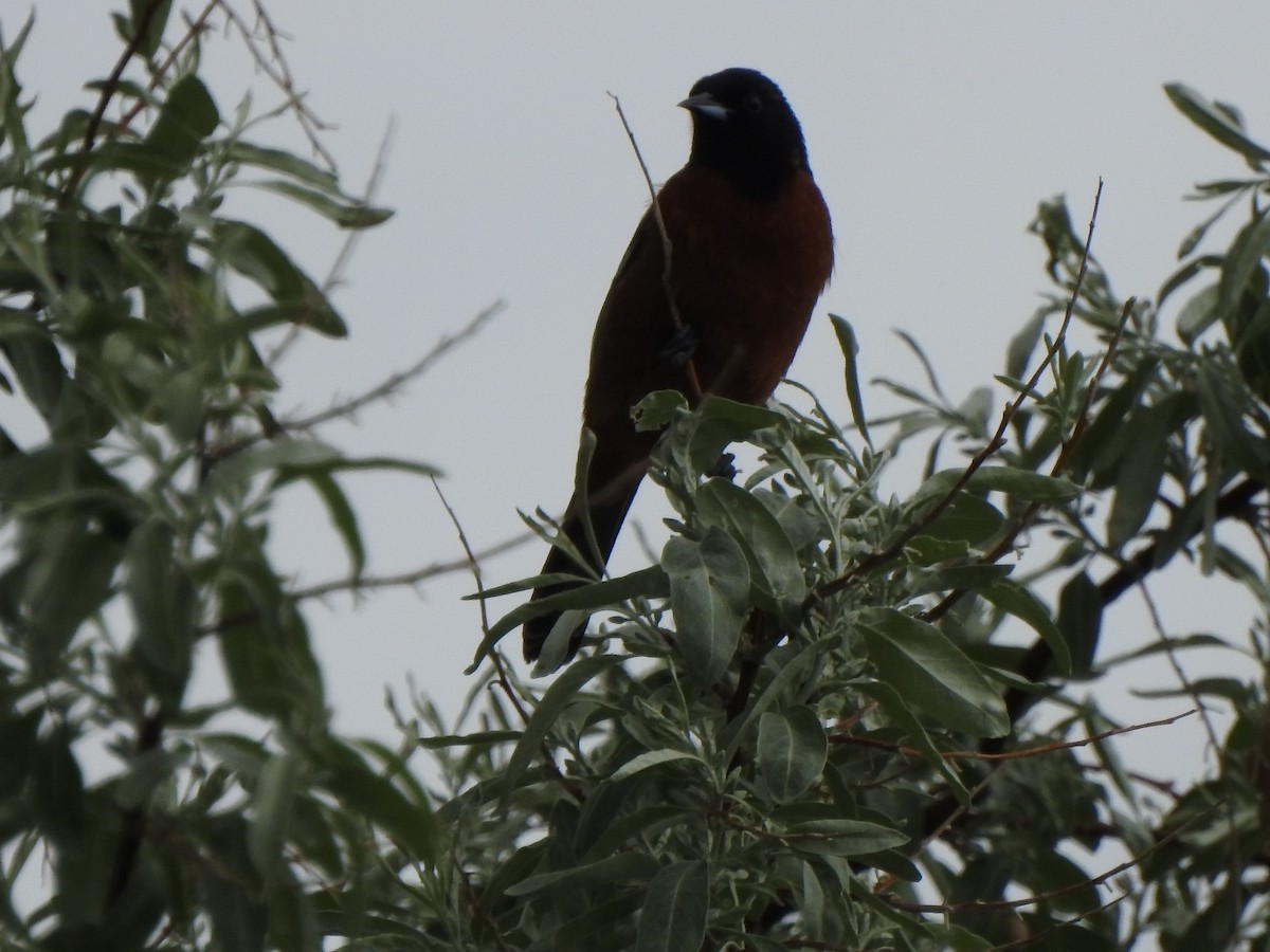 Orchard Oriole - ML585005261