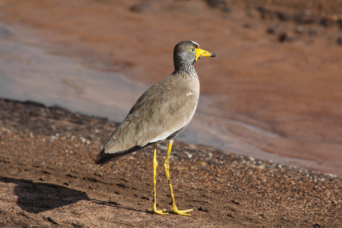 Wattled Lapwing - ML58500591