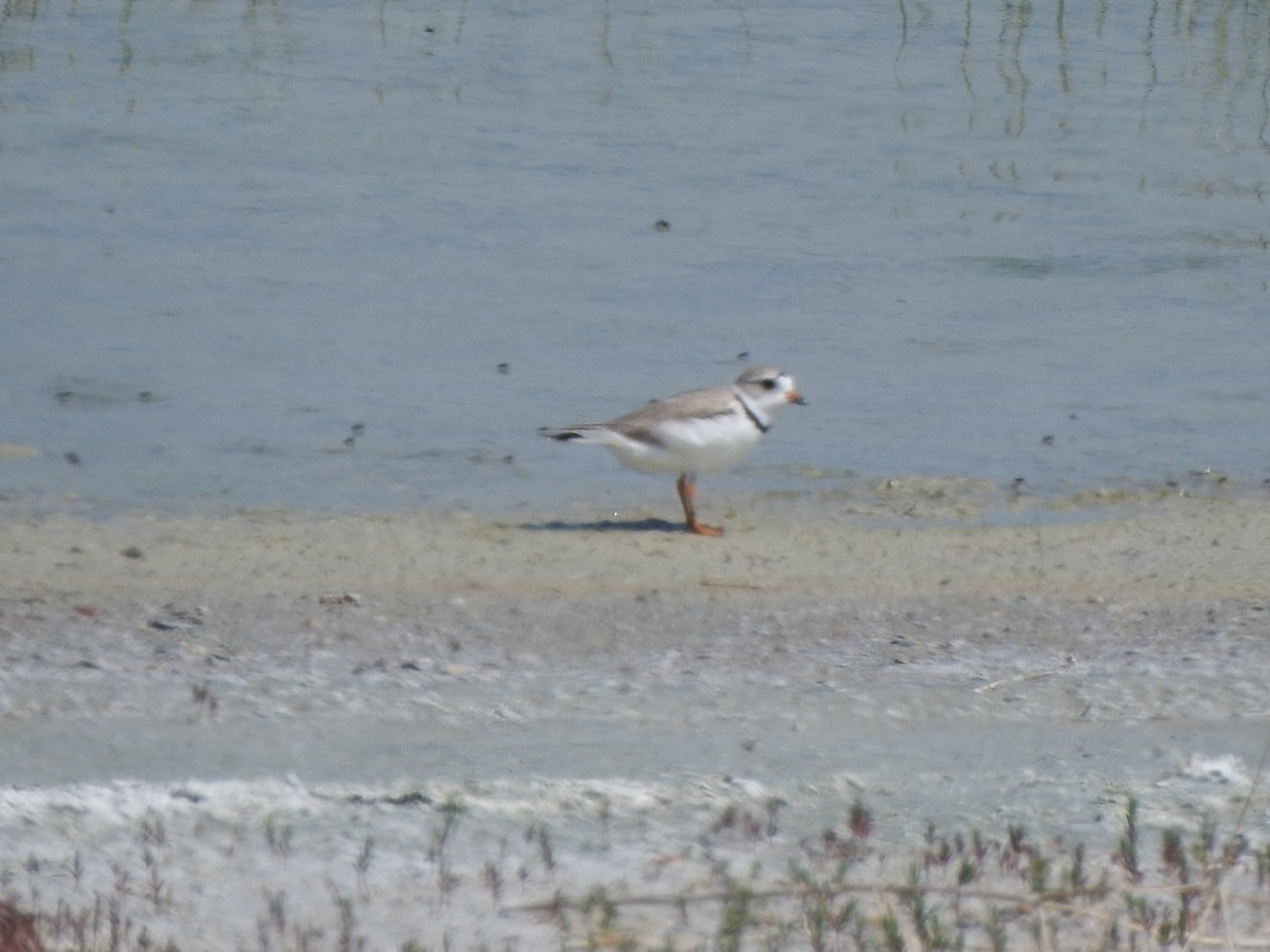 Piping Plover - ML585006381