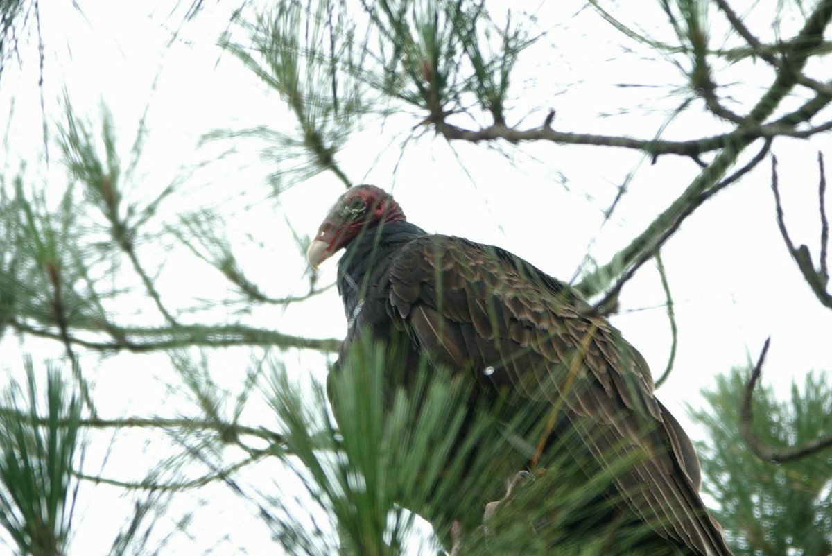 Turkey Vulture - ML585006981