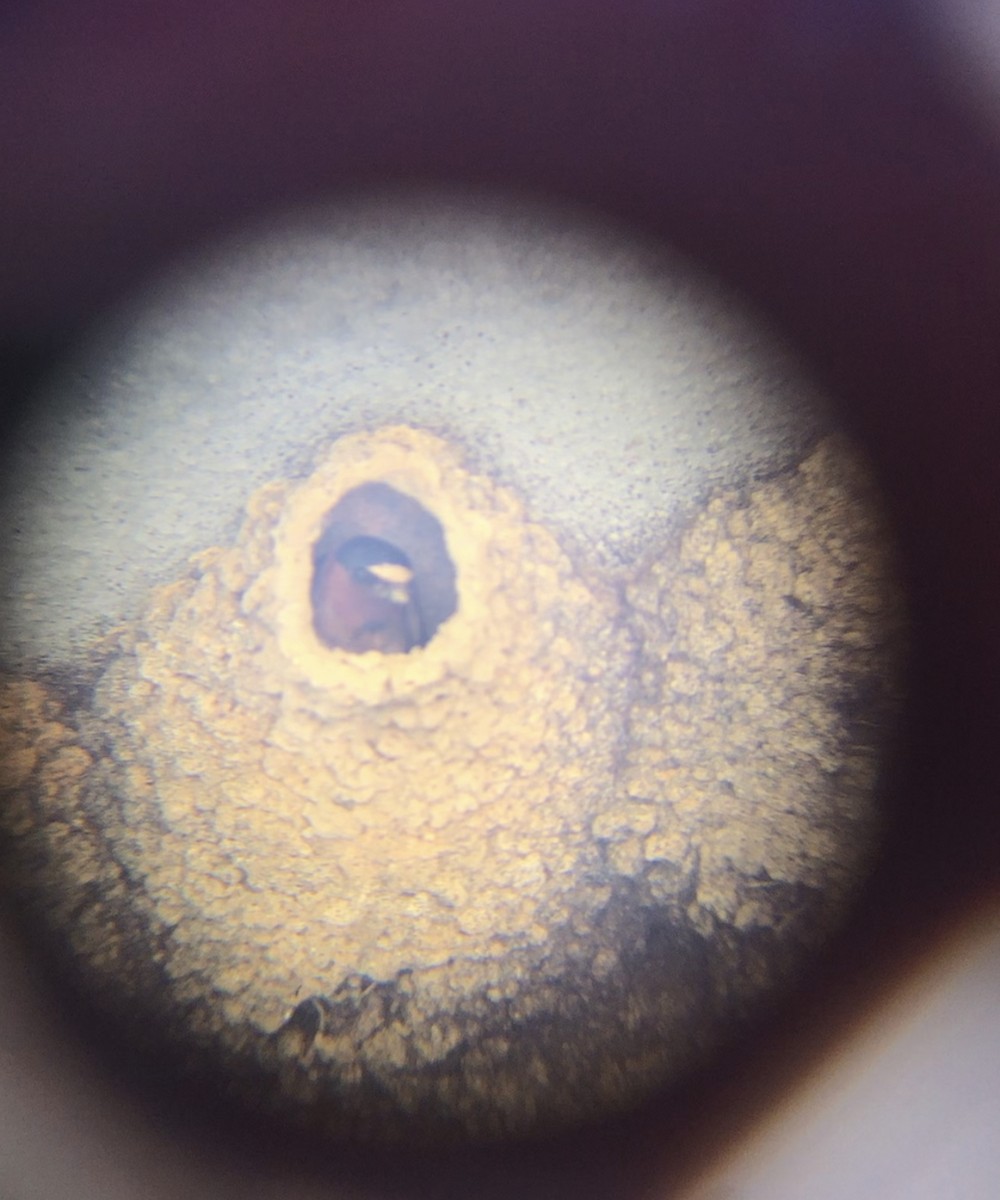 Cliff Swallow - ML585007061