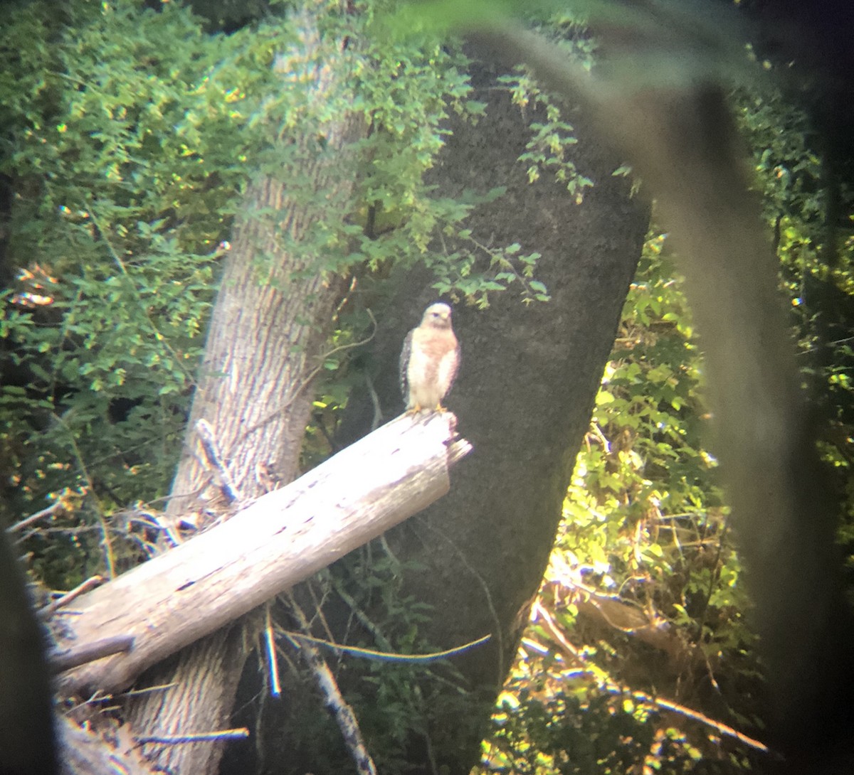 Red-shouldered Hawk - ML585007491