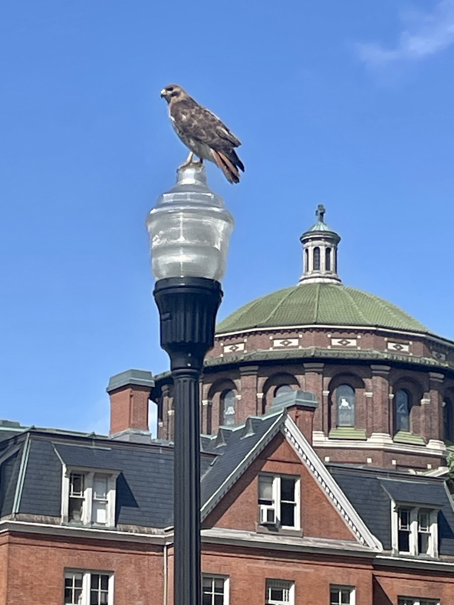 Red-tailed Hawk - ML585007621