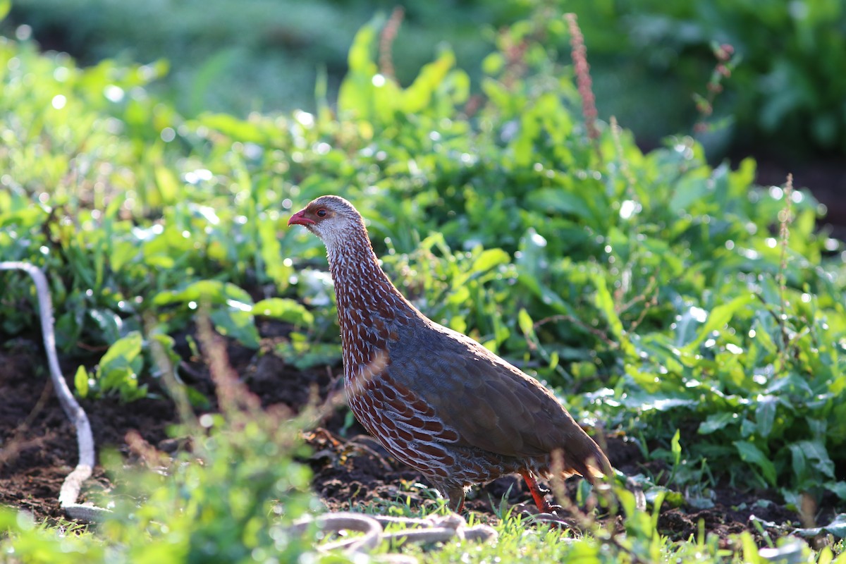 Jackson's Spurfowl - ML585007741