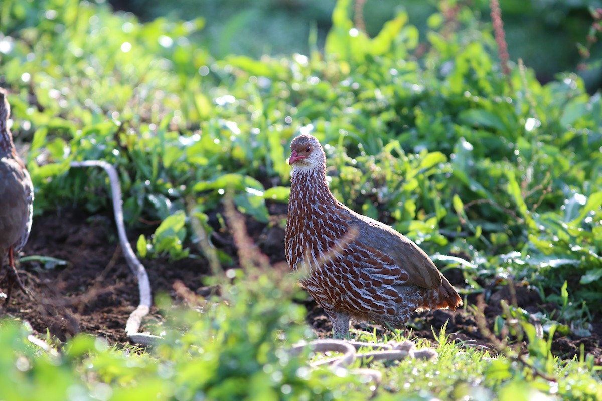 Jackson's Spurfowl - Rohan van Twest