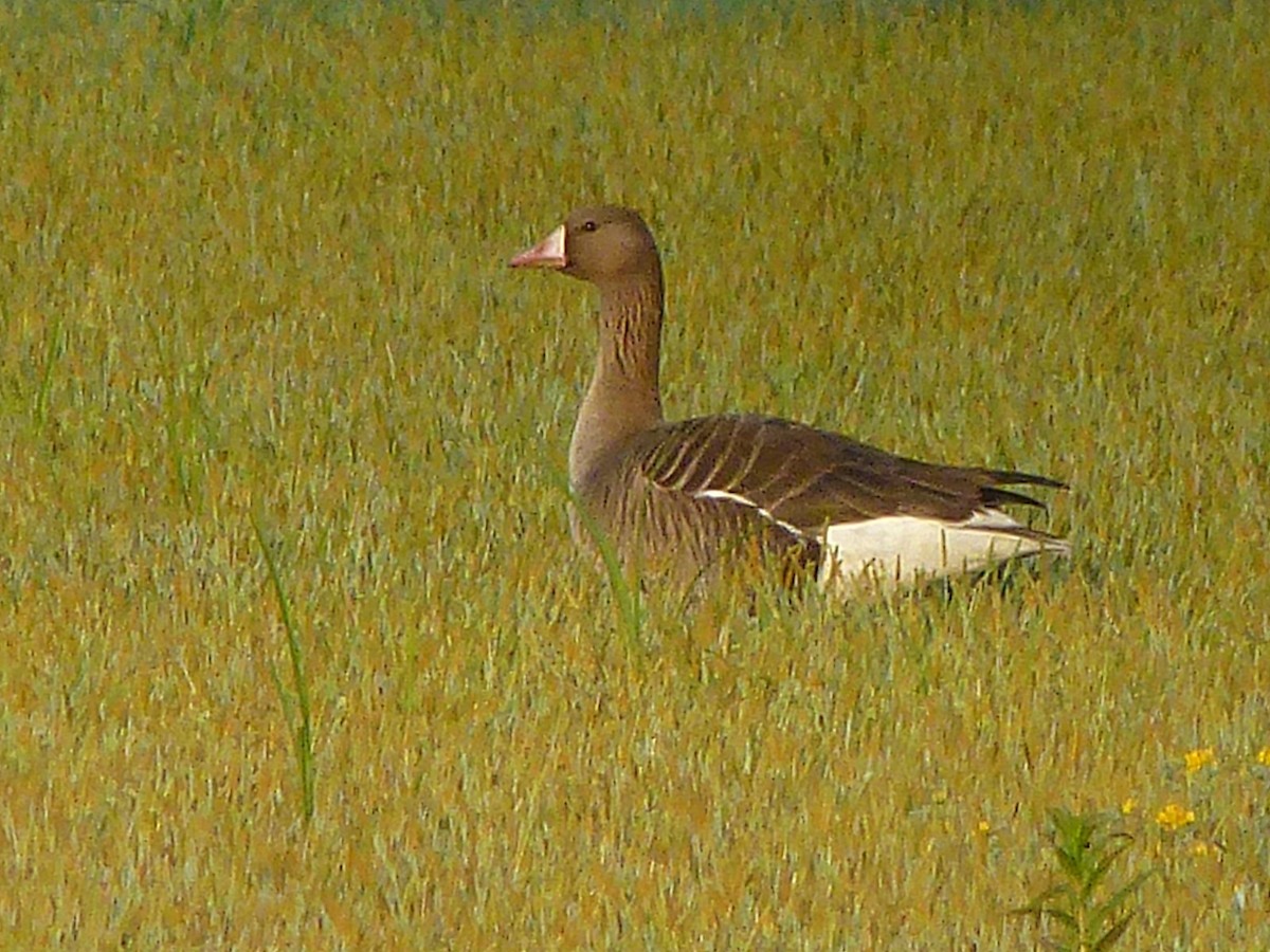 Greater White-fronted Goose - bernard sonnerat