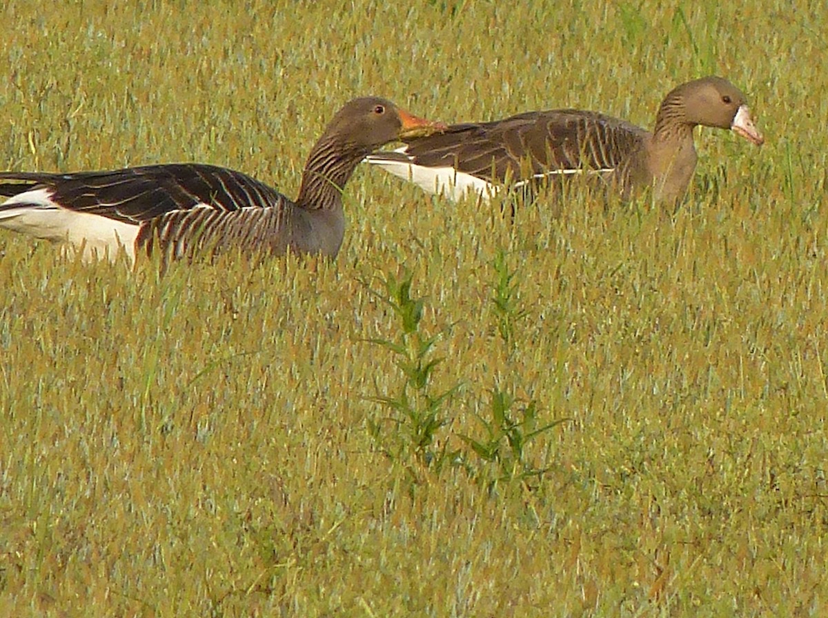 Greater White-fronted Goose - bernard sonnerat