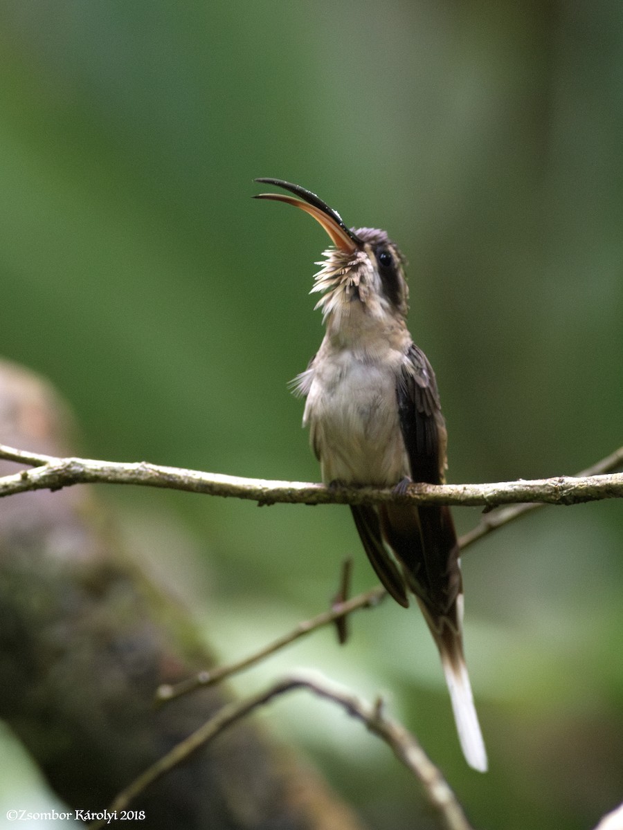 Long-billed Hermit - Zsombor Károlyi