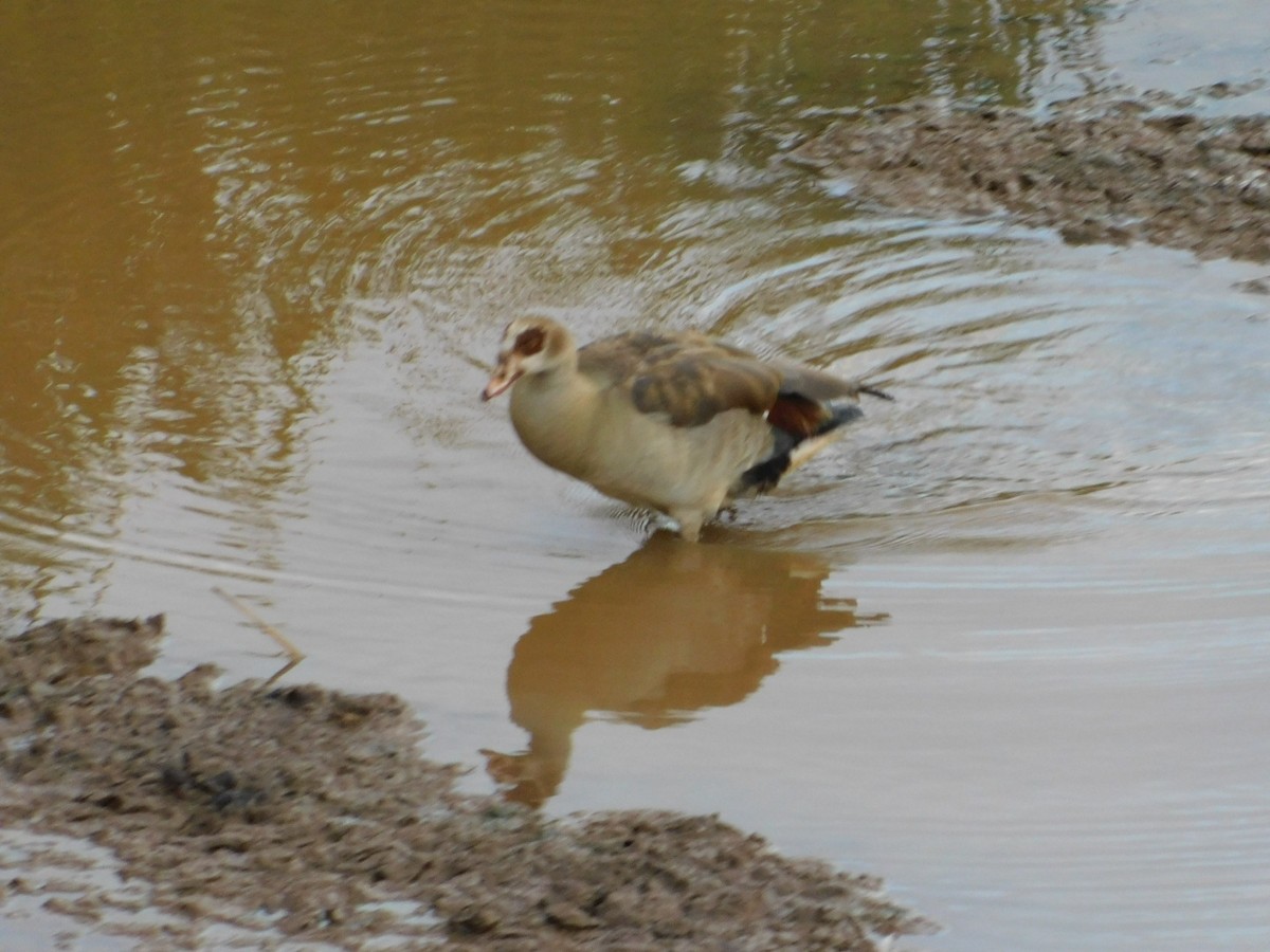 Egyptian Goose - ML585011301