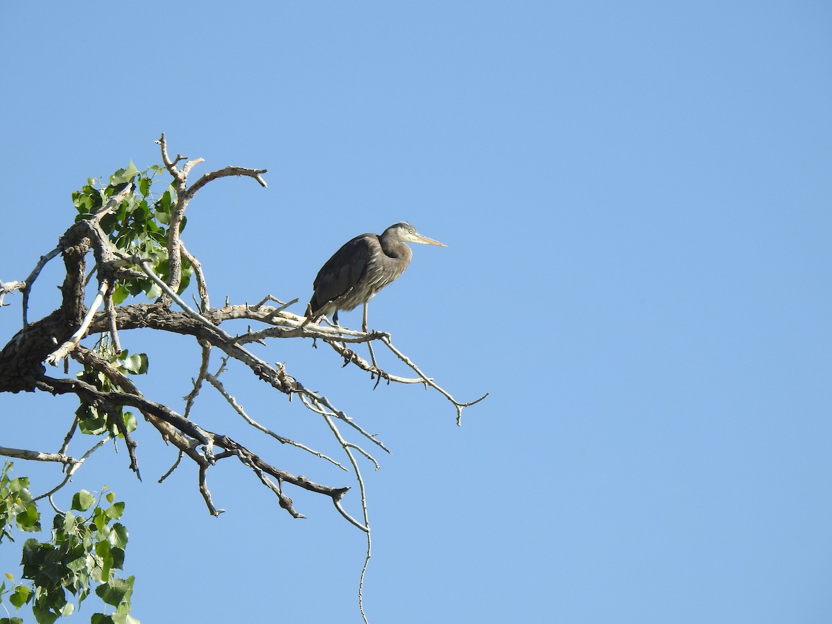 Garza Azulada - ML585011331