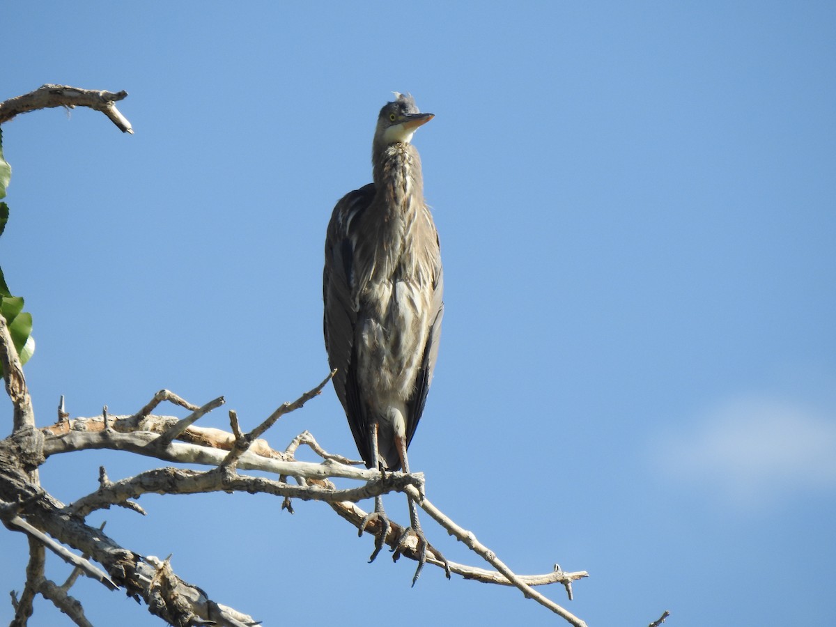Garza Azulada - ML585011351