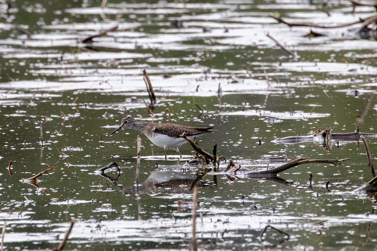 Solitary Sandpiper - ML585013601