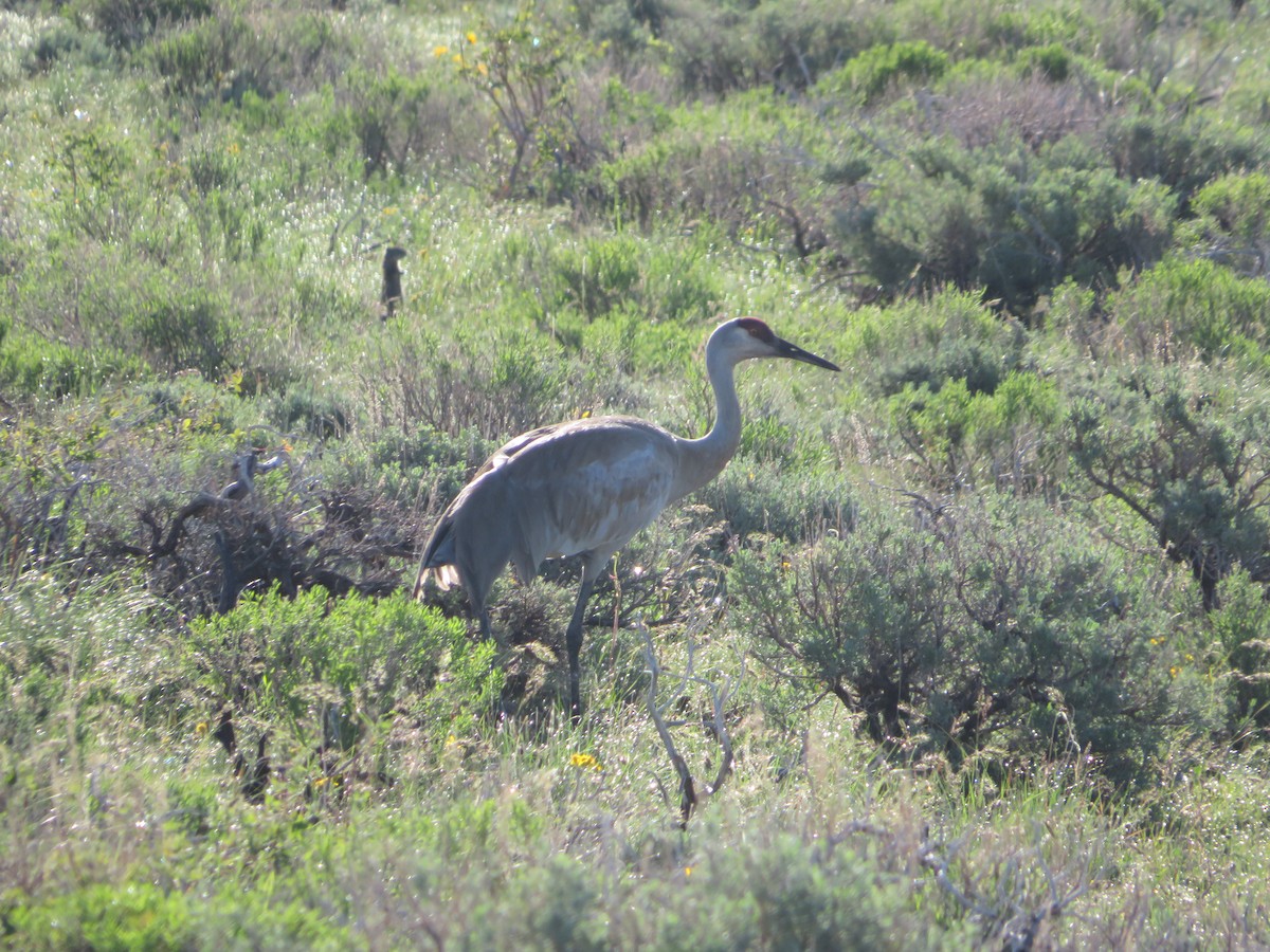 Sandhill Crane - ML585014361