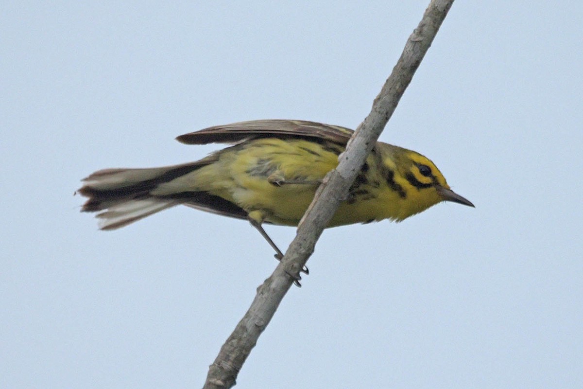 Prairie Warbler - ML585014701