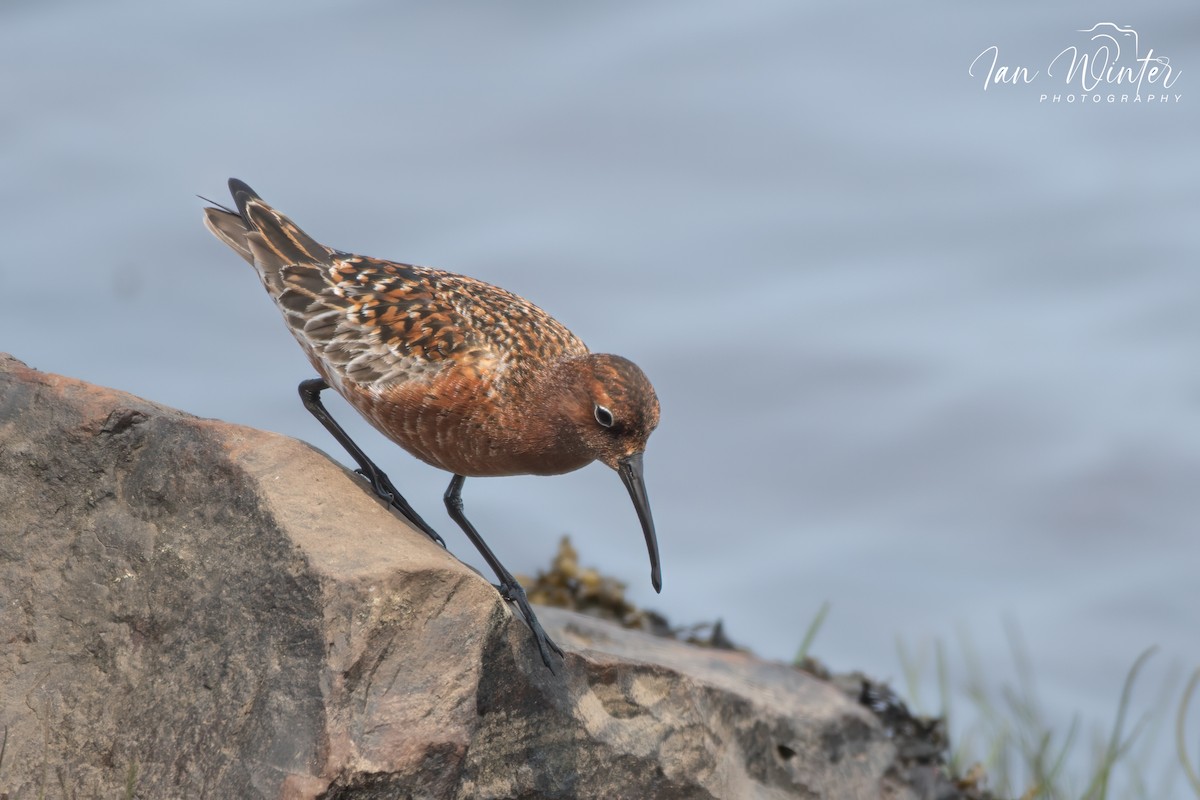 Curlew Sandpiper - ML585014771