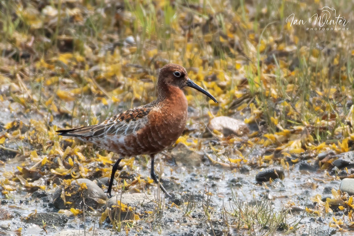 Curlew Sandpiper - ML585014801