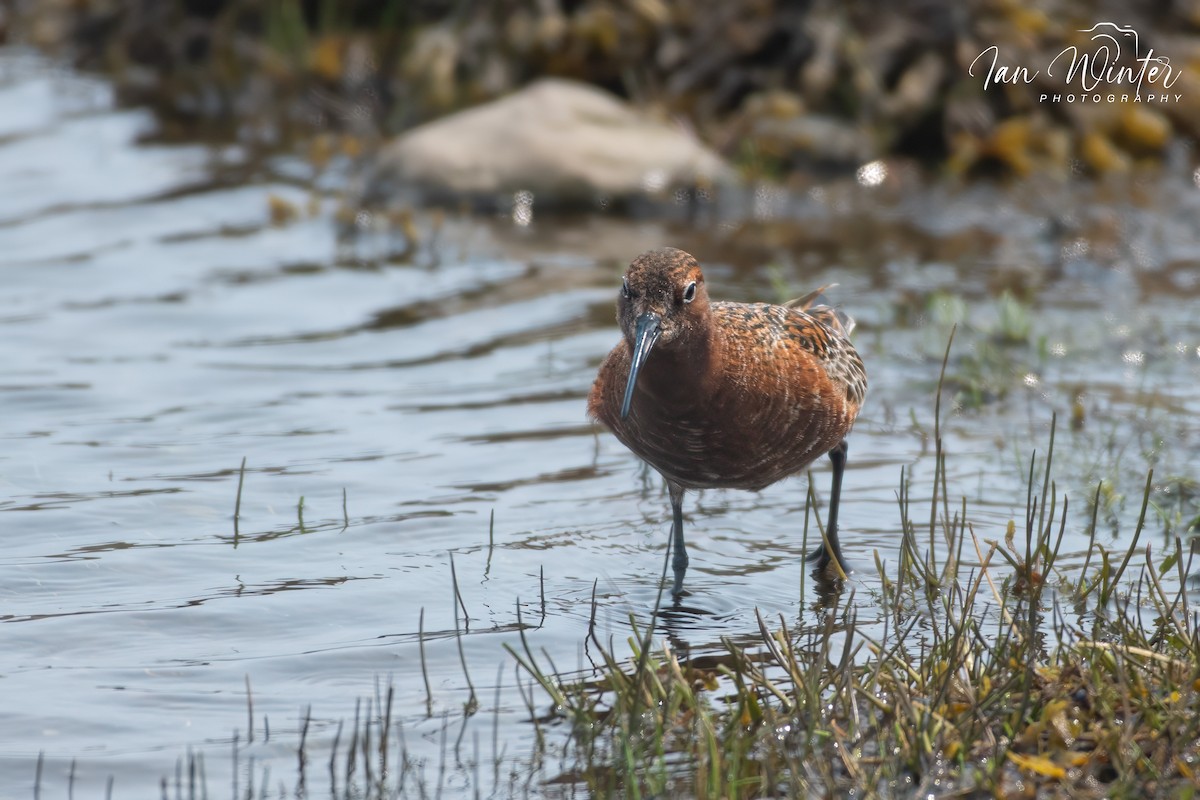 Curlew Sandpiper - ML585014811