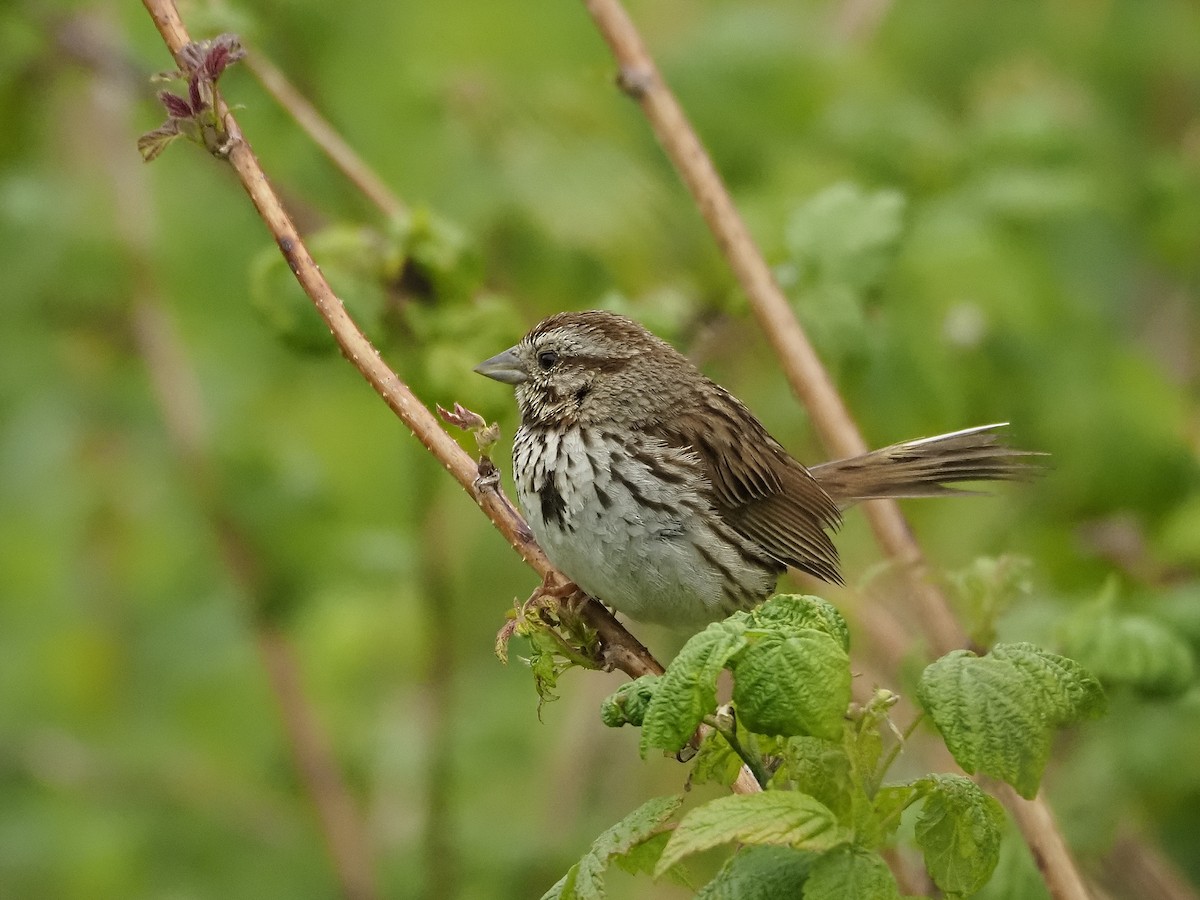 Song Sparrow - James Bradshaw