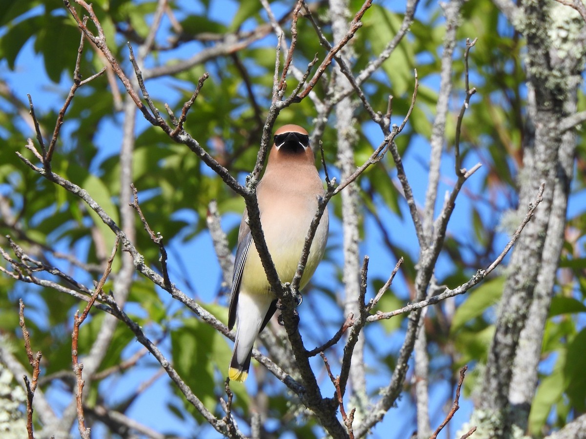 Cedar Waxwing - ML585016151