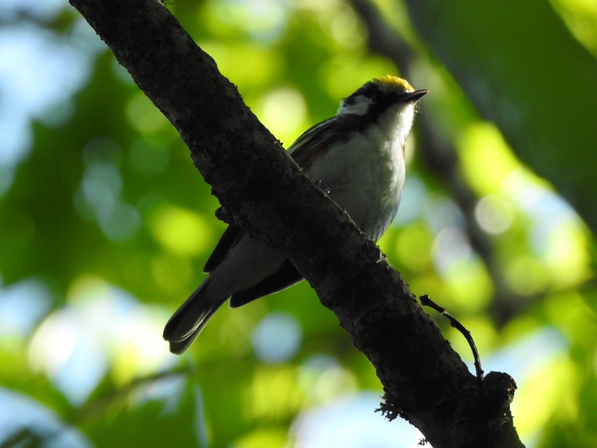 Chestnut-sided Warbler - ML585016271