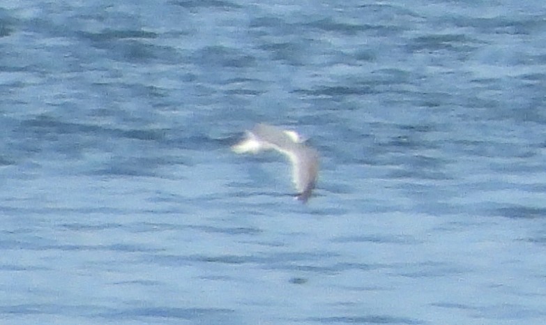 gull sp. - Bonnie Heinecke