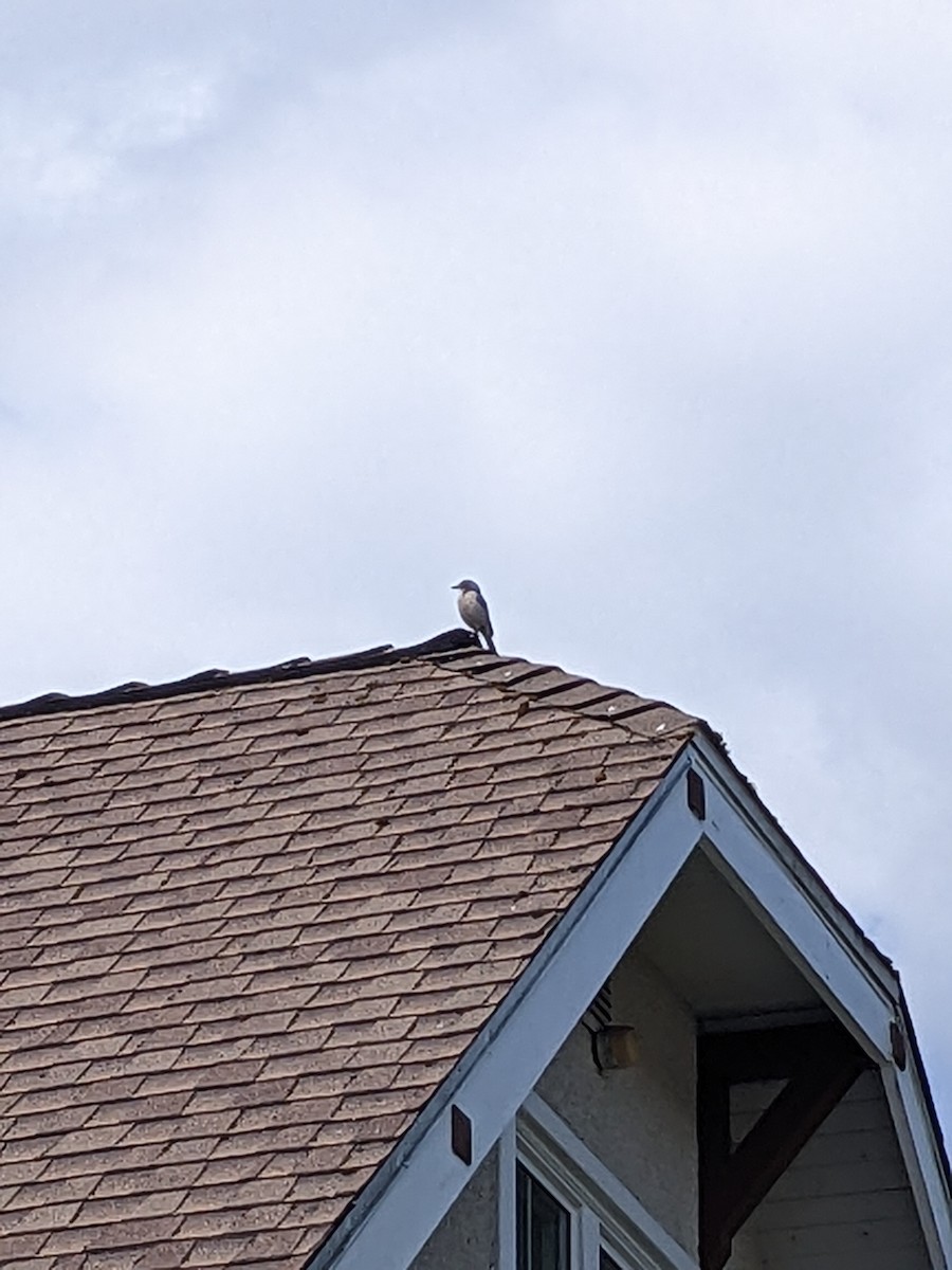 krattskrike - ML585017041