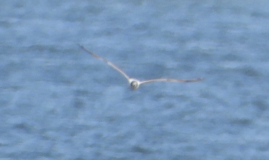 gull sp. - Bonnie Heinecke