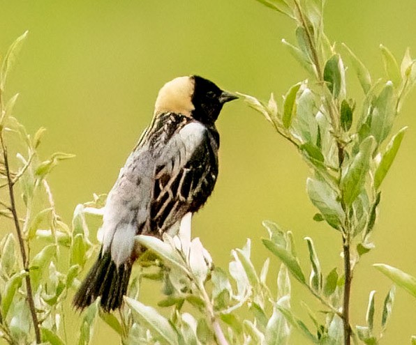 Bobolink - ML585018411