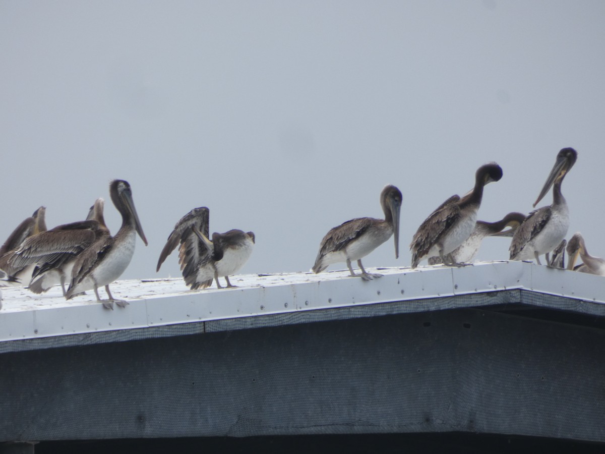 Brown Pelican - ML585019181