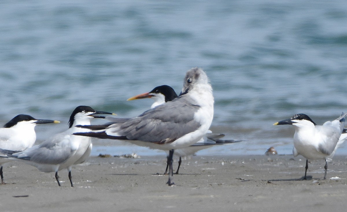 Sandwich x Elegant Tern (hybrid) - ML585019381