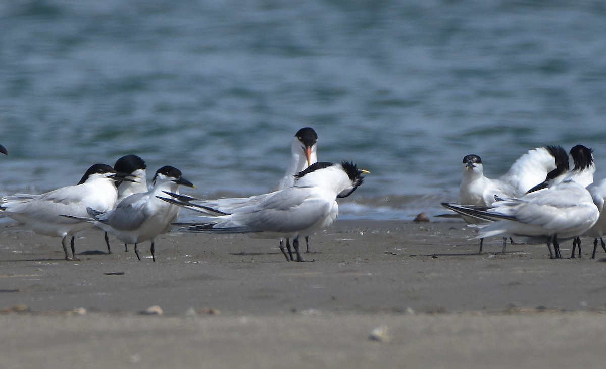 Sandwich x Elegant Tern (hybrid) - ML585019411