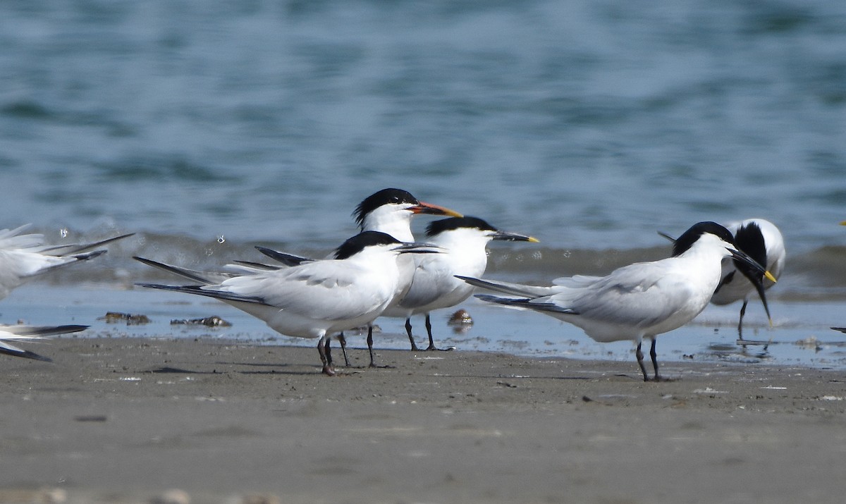 Sandwich x Elegant Tern (hybrid) - ML585019421