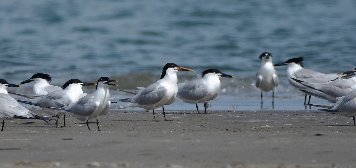 Sandwich x Elegant Tern (hybrid) - ML585019431