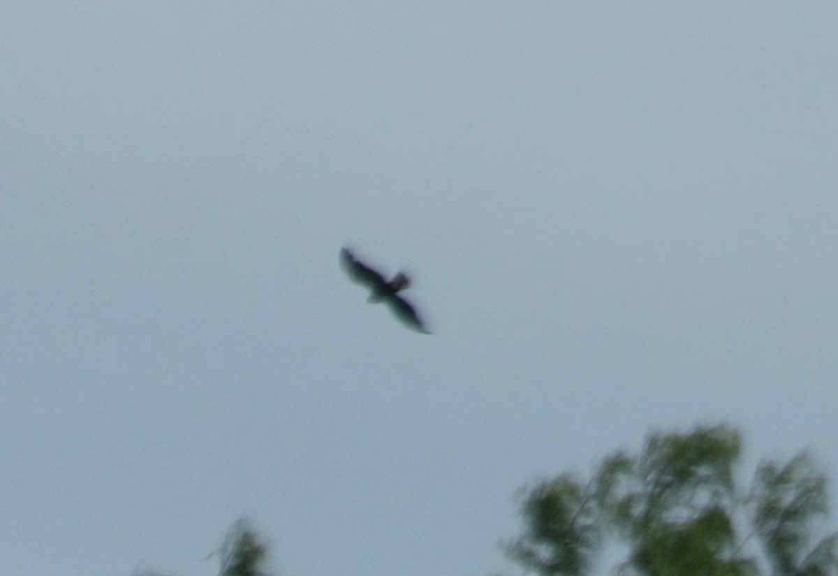 Short-tailed Hawk - ML585020151