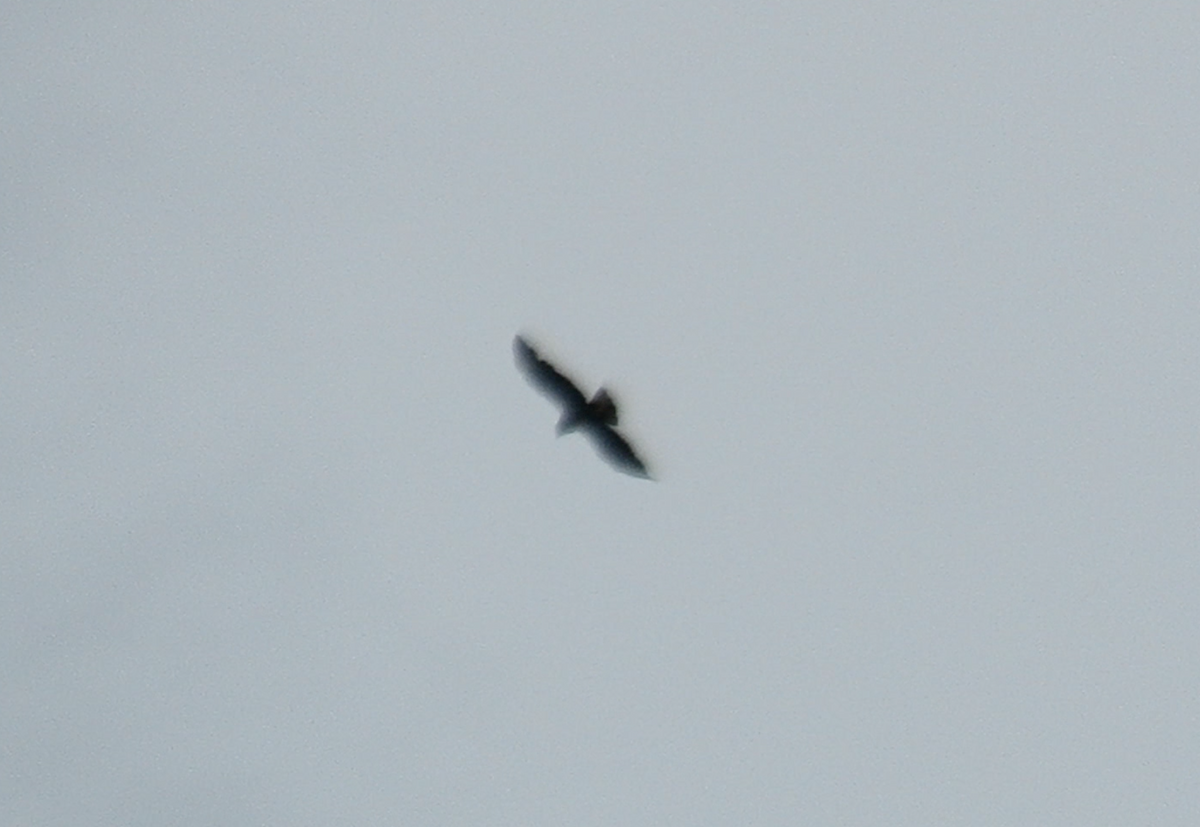 Short-tailed Hawk - ML585020171