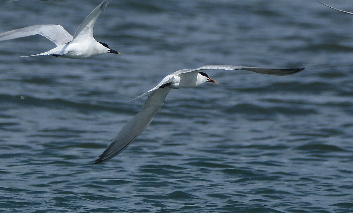 Sandwich x Elegant Tern (hybrid) - ML585020651