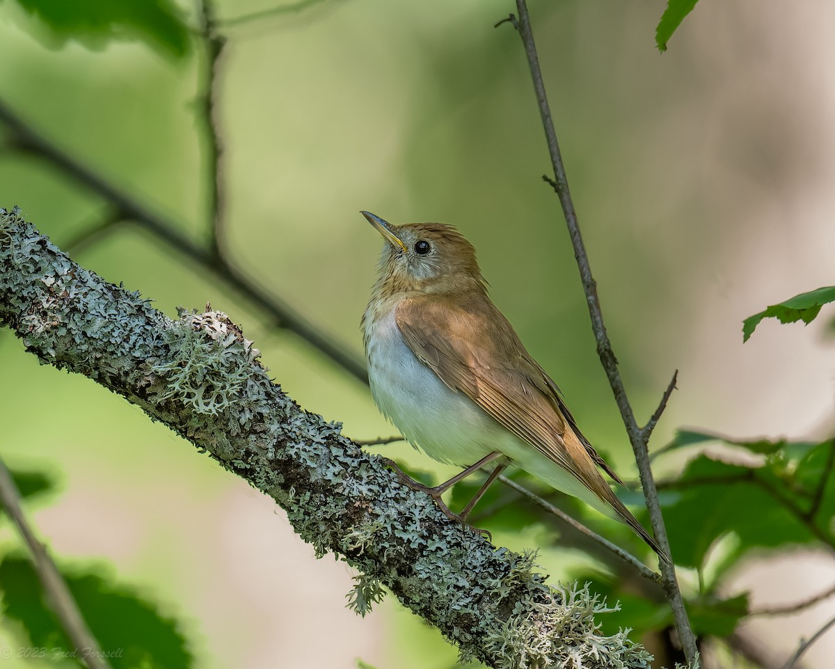 Veery - ML585020761