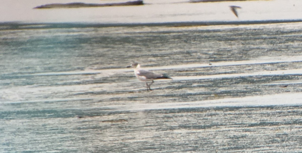 Laughing Gull - ML58502121