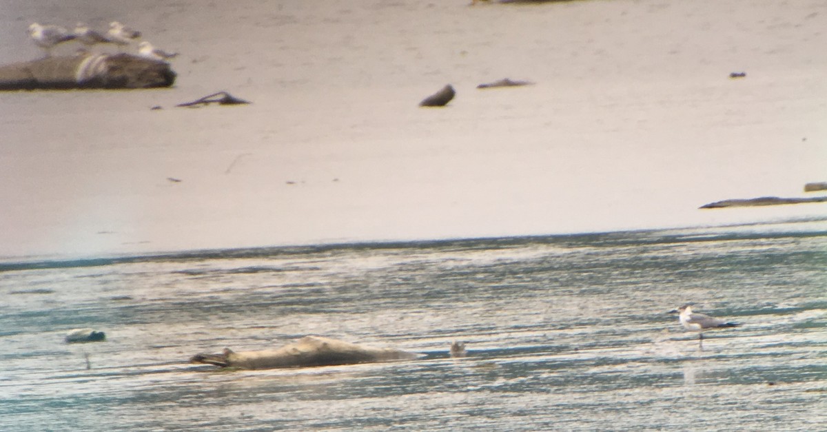 Gaviota Guanaguanare - ML58502161