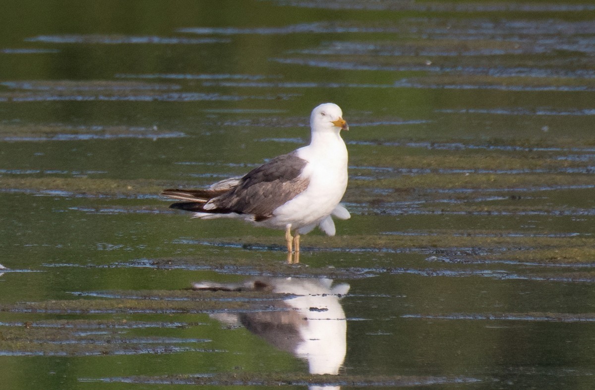 Lesser Black-backed Gull - ML585023061