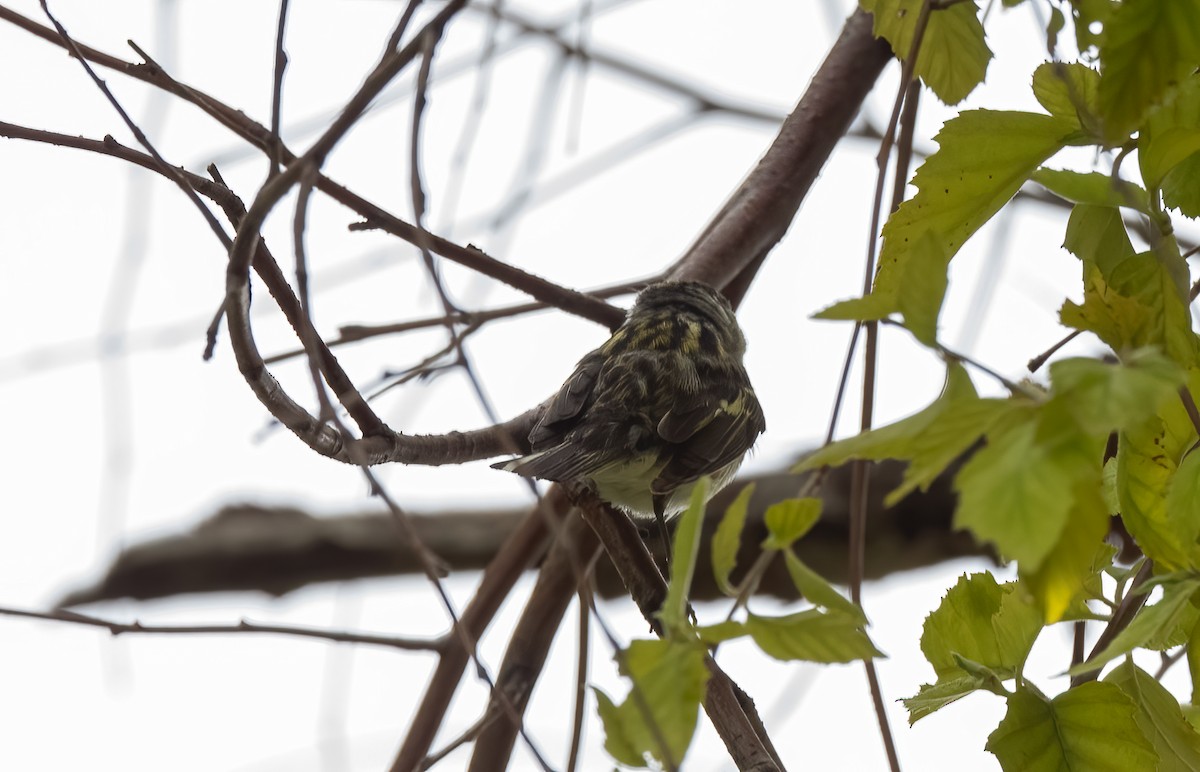 Chestnut-sided Warbler - ML585024881